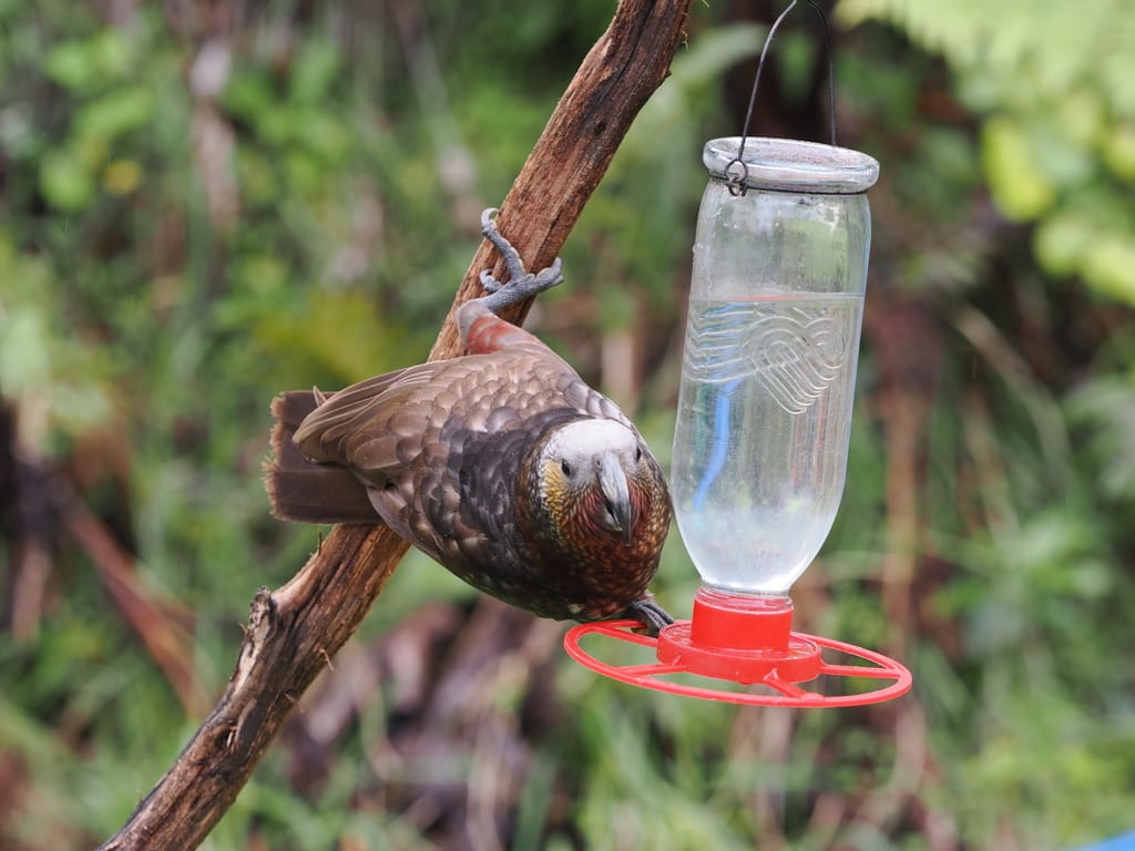A kākā, a brown parrot, holding onto a tree with one leg, and pulling a litre glass bottle with the other