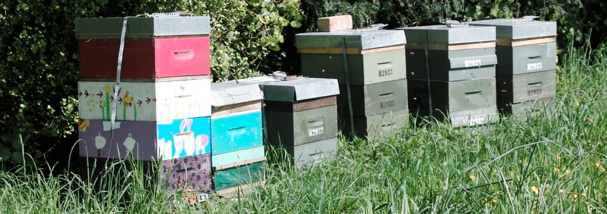 A row of beehives, one brightly painted with themes like pictures of flowers, sitting in overgrown grass.
