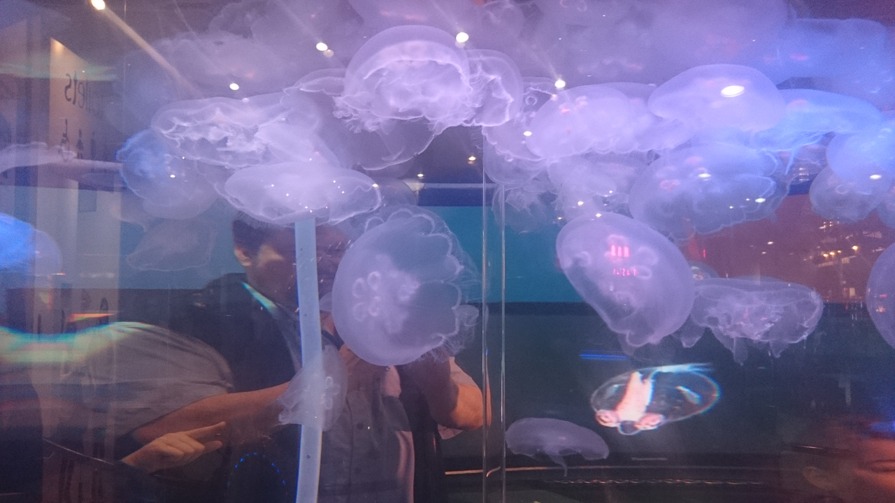 The Marine Education Trust&rsquo;s Jellyfish at Reading