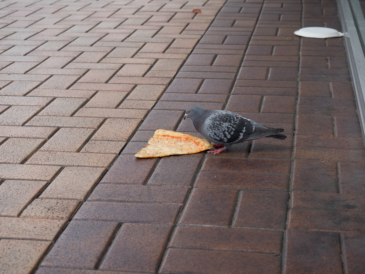 For a moment this was the happiest pigeon in all Wellington.