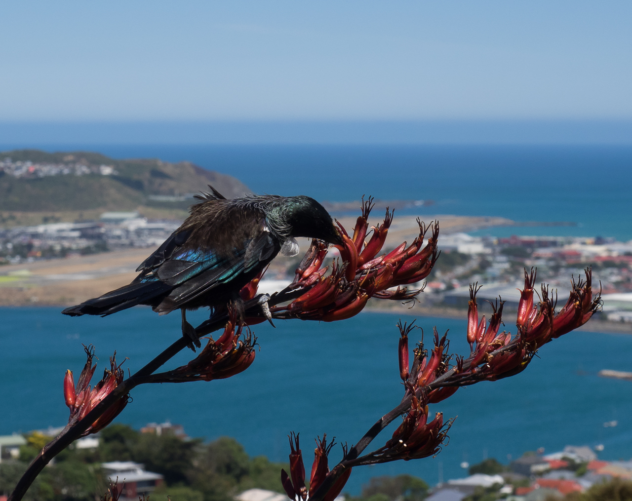 A tui in overlooking the airport