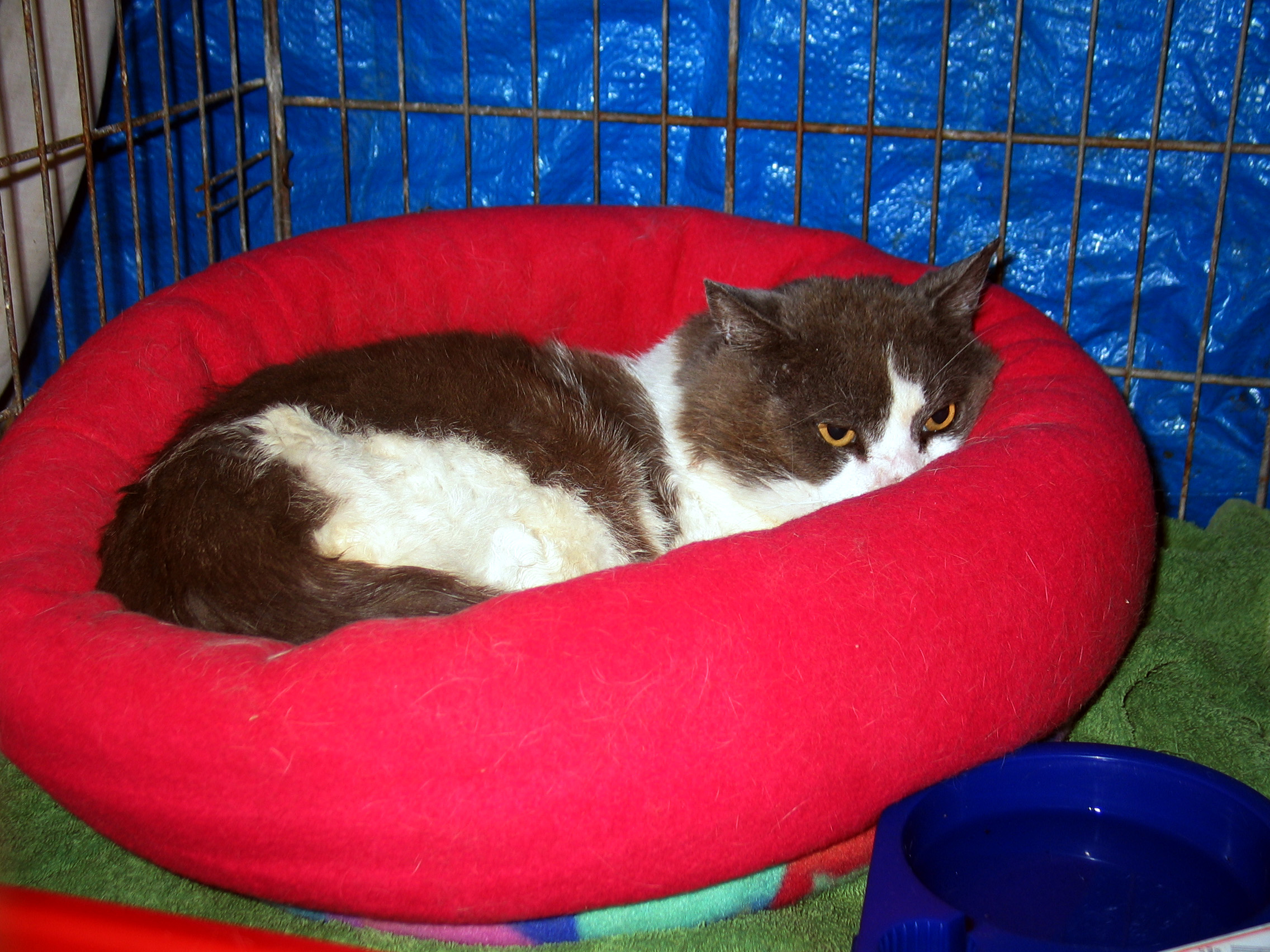 Grendel glares balefully from his new bed.